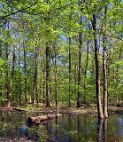 Mississippi Wetlands_47114-5